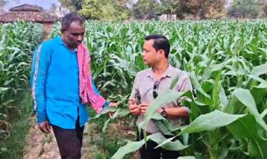 धान से मक्का की ओर बढ़ते कदम :फसलचक्र परिवर्तन से धमतरी के किसानों की बढ़ी आय, जल संरक्षण को मिली नई दिशा