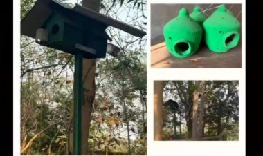 विश्व गौरैया दिवस पर वेबीनार आयोजित : संरक्षण के लिए जागरूकता पर जोर