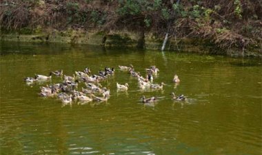 मछली पालन के साथ समन्वित कृषि प्रणाली अपनाकर पाकलू मरकाम बने समृद्ध कृषक