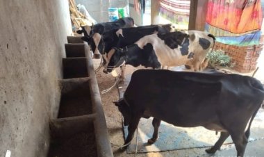 डेयरी व्यवसाय से आत्मनिर्भरता का सफर