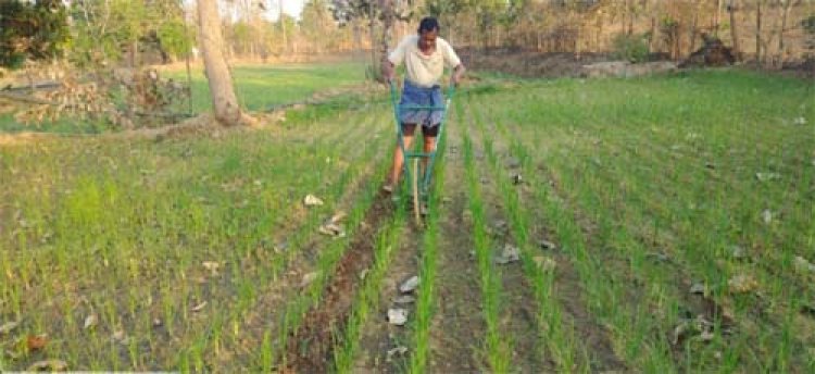 मिलेट्स की खेती से बढ़ रही किसानों की आय, दंतेवाड़ा में रागी उत्पादन की नई पहल