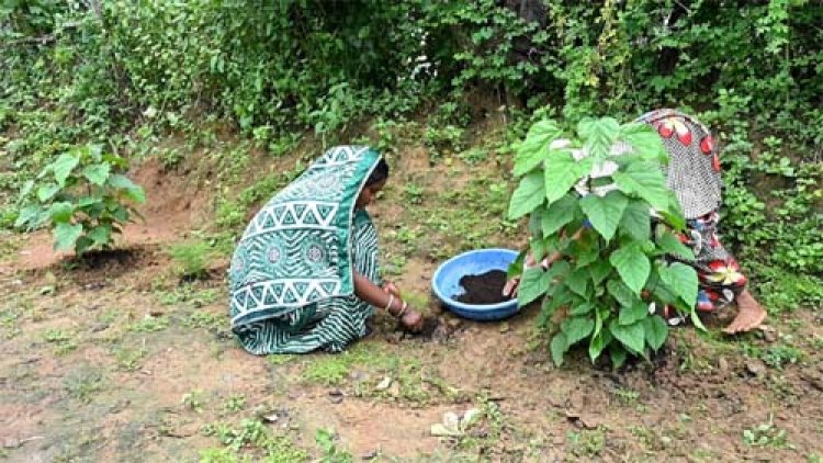 घरों की बाड़ी बनी महिलाओं की तरक्की की राह