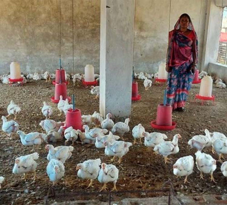 हौसले ने बदली तकदीर : मुर्गी पालन से आत्मनिर्भर बनीं ग्राम जमथान की सकून मौर्या