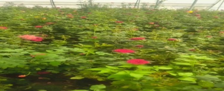 गुलाब की खेती से बदली तकदीर