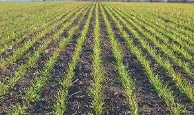 प्रदेश में चालू रबी सीजन में 18.60 लाख हेक्टेयर में विभिन्न फसलों की बोनी