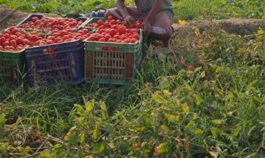 टमाटर की लालिमा से चमकी किस्मत, किसान लेखराम केवट बने आत्मनिर्भरता की मिसाल