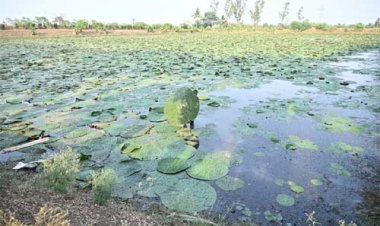 छत्तीसगढ़ बनेगा मखाना हब : कृषि मंत्री रामविचार नेताम ने लिंगाडीह में मखाना सेंटर का किया अवलोकन