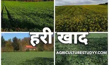 यूरिया का प्रभावी विकल्प बन रही हरी खाद, जशपुर में 600 हेक्टेयर में प्रदर्शन