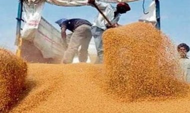 गेहूं खरीद में हरियाण राजस्थान से ज्यादा छूट पंजाब के किसानों को देगी केंद्र सरकार