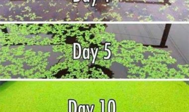 धान फसल के लिए सस्ता, टिकाऊ और प्रभावी जैविक उर्वरक