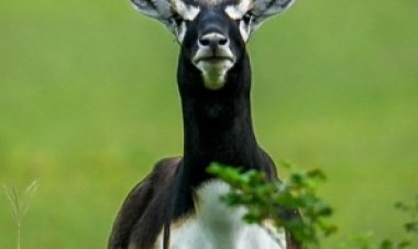 छत्तीसगढ़ का बरनवापारा अभयारण्य बना विलुप्ति के कगार पर पहुंचे काले हिरणों के पुनर्जीवन का मजबूत उदाहरण