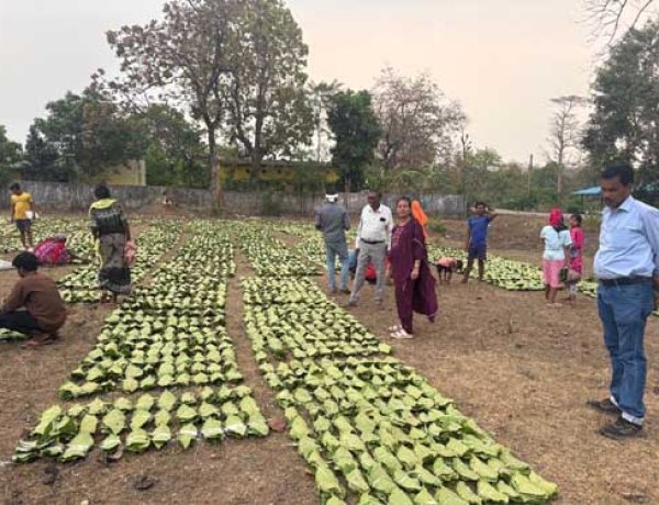 हरा सोना संग्राहकों की आय बढ़ाने की दिशा में बड़ा कदम