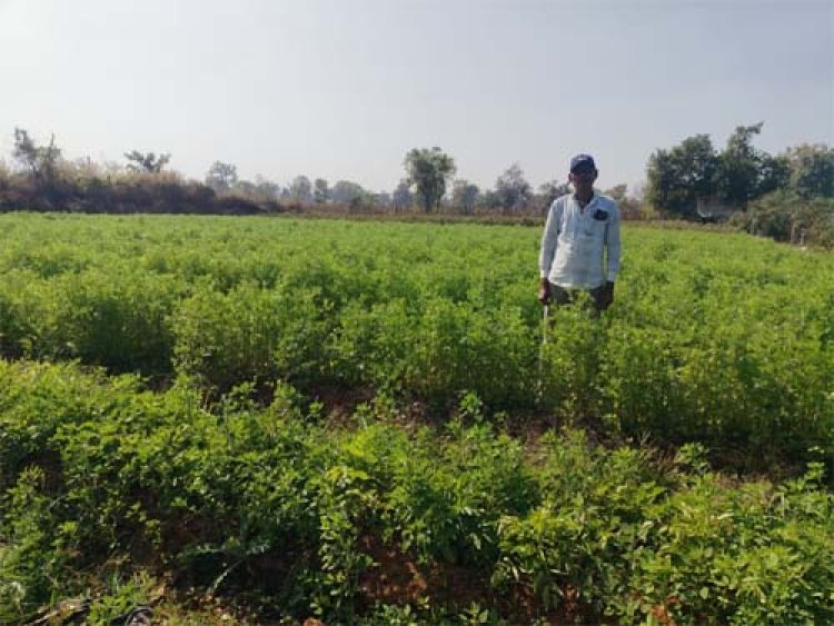 मसाला क्षेत्र विस्तार योजना: मसाले की खेती ओर बढ़ रहा किसानों का रूझान