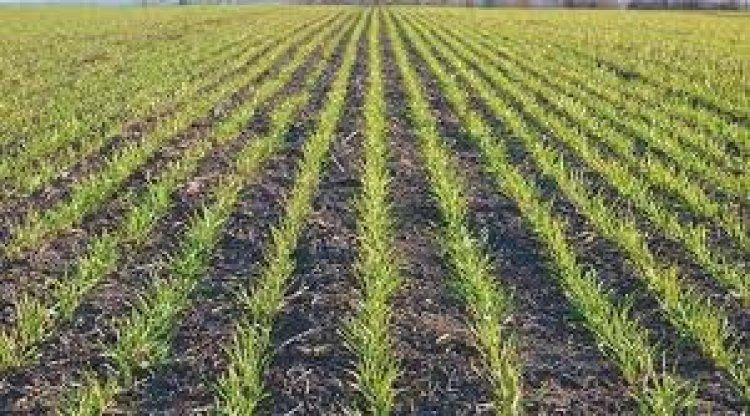प्रदेश में चालू रबी सीजन में 18.60 लाख हेक्टेयर में विभिन्न फसलों की बोनी