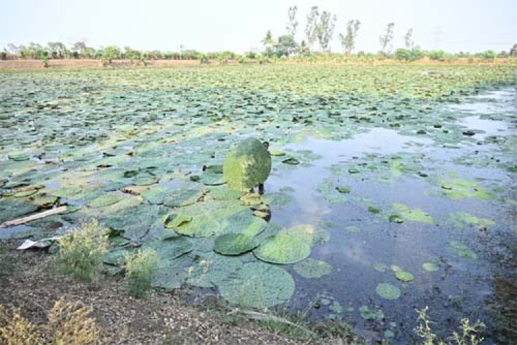 छत्तीसगढ़ बनेगा मखाना हब : कृषि मंत्री रामविचार नेताम ने लिंगाडीह में मखाना सेंटर का किया अवलोकन