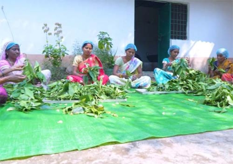 वन धन विकास केंद्र पंचक्की : स्व-सहायता समूहों को 23 लाख से अधिक की वार्षिक आय