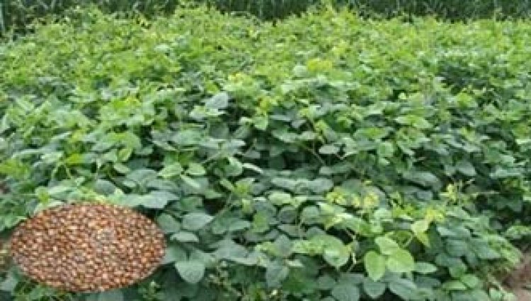 हरी खाद - मिट्टी की खोई उर्वरता बढ़ाने का प्राकृतिक समाधान