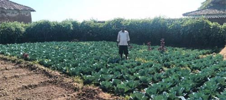 डबरी बनी स्थायी आजीविका का आधार : जल संरक्षण के साथ बढ़ी आय