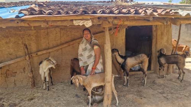बिहान योजना से बदली जिंदगी: बकरी पालन से इंद्रनिया बाई बनीं ‘लखपति दीदी’