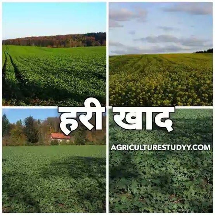 यूरिया का प्रभावी विकल्प बन रही हरी खाद, जशपुर में 600 हेक्टेयर में प्रदर्शन