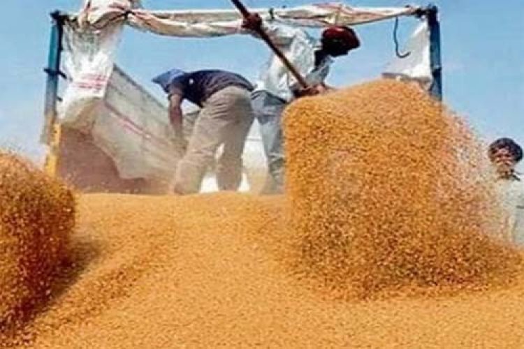 गेहूं खरीद में हरियाण राजस्थान से ज्यादा छूट पंजाब के किसानों को देगी केंद्र सरकार