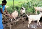 धमतरी का भटगांव बनेगा इनोवेशन हब, छत्तीसगढ़ के पहले अत्याधुनिक बकरी ब्रीडिंग एवं रिसर्च सेंटर की तैयारी