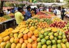 कृषि विश्वविद्यालय में अगले तीन दिनों तक बिखरी रहेगी आमों की बहार