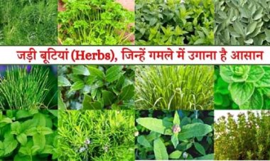 विशेष लेख : छत्तीसगढ़ की जड़ी-बूटियों से महकेगा नारी शक्ति का स्वावलंबन