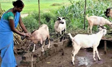धमतरी का भटगांव बनेगा इनोवेशन हब, छत्तीसगढ़ के पहले अत्याधुनिक बकरी ब्रीडिंग एवं रिसर्च सेंटर की तैयारी