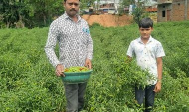 बिना केमिकल, बंपर मुनाफाः डोलनारायण की जैविक मिर्च ने बाजार में मचाई धूम