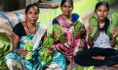  ’हरा सोना’ बना समृद्धि का आधार : तेंदूपत्ता खरीदी की बढ़ी दर ने संग्राहकों का बढ़ाया उत्साह व भरोसा, हर फड़ पर रौनक