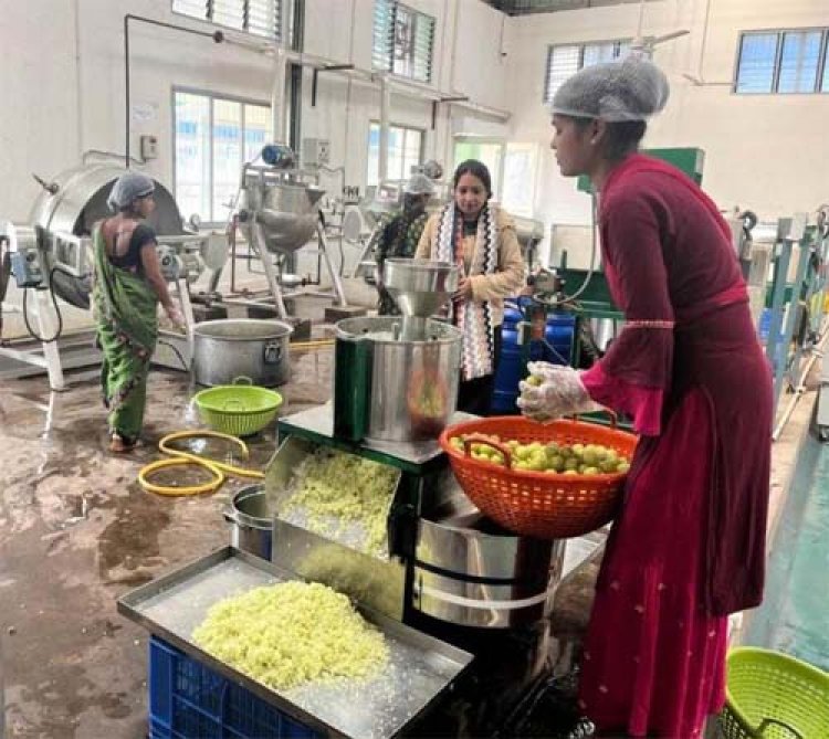 बदलता छत्तीसगढ़ : वनोपज की चमक से संवरती ग्रामीण अर्थव्यवस्था