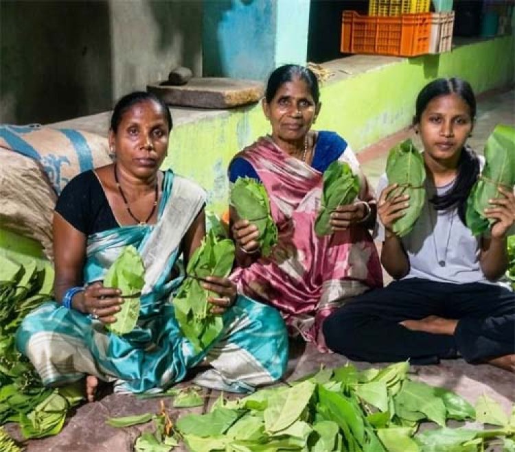  ’हरा सोना’ बना समृद्धि का आधार : तेंदूपत्ता खरीदी की बढ़ी दर ने संग्राहकों का बढ़ाया उत्साह व भरोसा, हर फड़ पर रौनक