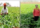 ग्रीष्मकालीन उड़द की खेती से आत्मनिर्भरता की ओर बढ़े कदम