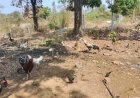 पशुधन विकास विभाग की योजना से बदली सदाशिव कुरगुड़ की जिंदगी