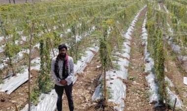 करेले की खेती ने बदली तकदीर धान से सात गुना अधिक हुई आय