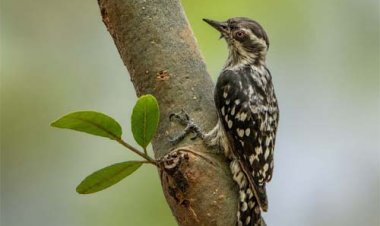 नवा रायपुर जंगल सफारी में दिखा भारत का सबसे छोटा कठफोड़वा
