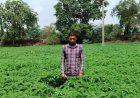प्राकृतिक खेती को बढ़ावा देने की पहल ला रही बदलाव, हरी खाद अपनाकर आत्मनिर्भर खेती की राह पर बढ़ रहे किसान