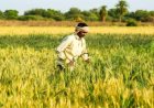 मानसून में देरी से घबराएं नहीं, समय पर करें धान की बोआई-रोपाई : कृषि वैज्ञानिक