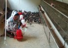 सफलता की नई उड़ान : पारंपरिक मजबूरी से 'लखपति दीदी' बनने तक का सफर