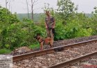 रेलवे ट्रैक पर मृत मिला वयस्क तेंदुआ, वन विभाग ने शुरू की जांच