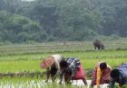 प्रदेश में खेती-किसानी का काम तेज़ी के साथ जारी, राज्य में लक्ष्य का 80 प्रतिशत बोनी पूर्ण