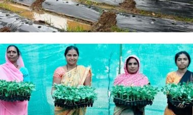 जलवायु परिवर्तन के दौर में किसानों के लिए वरदान बनेगी ग्राफ्टेड सब्जी: धमतरी में वैज्ञानिक प्रशिक्षण संपन्न