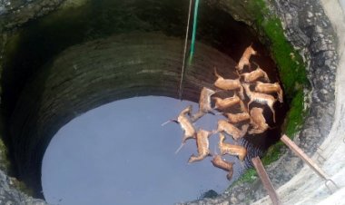 कुएं में समा गई 13 हिरणों की जिंदगी
