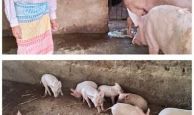 मेहनत और सरकारी सहयोग का परिणाम, सूकर पालन से आर्थिक सशक्तिकरण की मिसाल