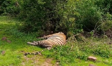 पन्ना टाइगर रिजर्व में तेंदुए के मांस के साथ एक आरोपी गिरफ्तार