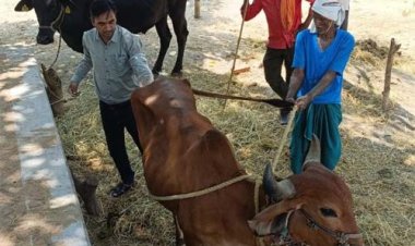 वैज्ञानिक पशुपालन से मिसाल बने धमतरी के धनऊ सोनकर