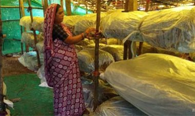 मशरूम उत्पादन से बदली जिंदगी: बिहान ने पुष्पा साव को बनाया आत्मनिर्भर