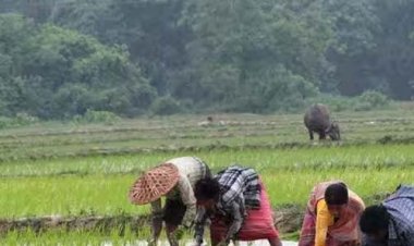 प्रदेश में खेती-किसानी का काम तेज़ी के साथ जारी, राज्य में लक्ष्य का 80 प्रतिशत बोनी पूर्ण