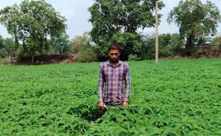 प्राकृतिक खेती को बढ़ावा देने की पहल ला रही बदलाव, हरी खाद अपनाकर आत्मनिर्भर खेती की राह पर बढ़ रहे किसान